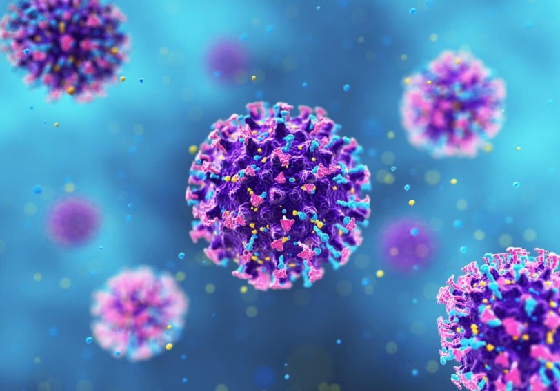 Hantavirus narahatlığına əsas yoxdur 
