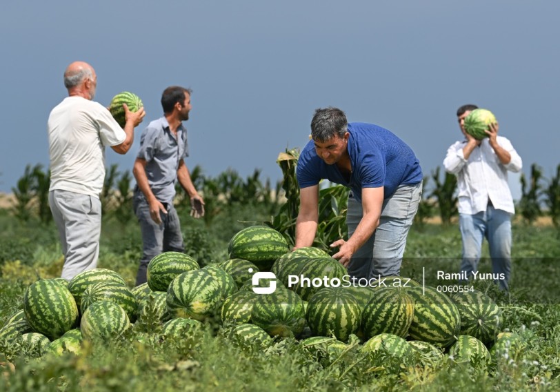 Fermerlər işçi tapa bilmirlər