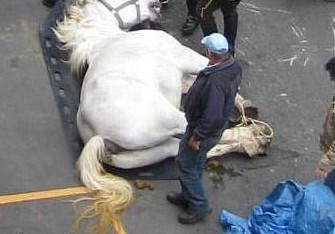 Yük maşını at arabalarını vurdu, atlar öldü