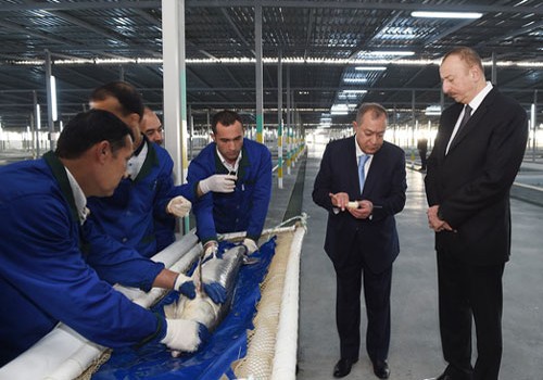 Prezident İlham Əliyev Varvara balıqartırma müəssisəsinin açılışında iştirak edib - Fotolar