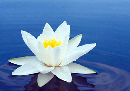 Şanagüllə əfsanəvi lotos çiçəyinin bir növüdür