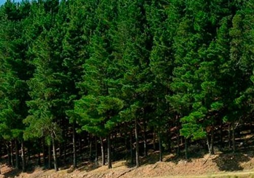 Ölkənin 42,9 min hektar meşə fondu torpaqlarına xidmət göstərilib