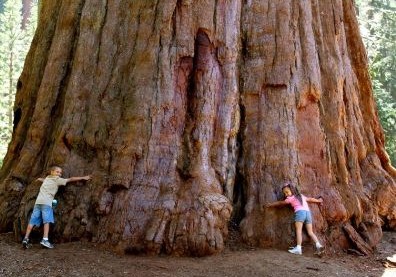 Sekvoya dünyanın ən hündür ağacıdır