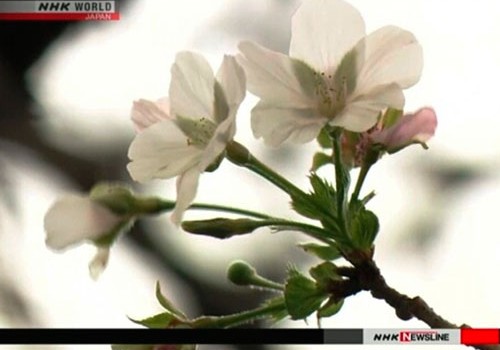 Yaponiyada oktyabrın ortalarında sakura ağacları çiçəkləyib