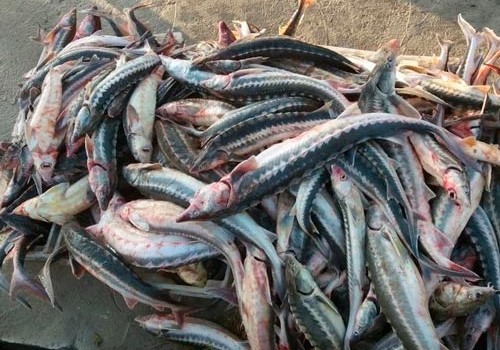 Azərbaycan balıqçılarına qarşı cinayət işi açılıb