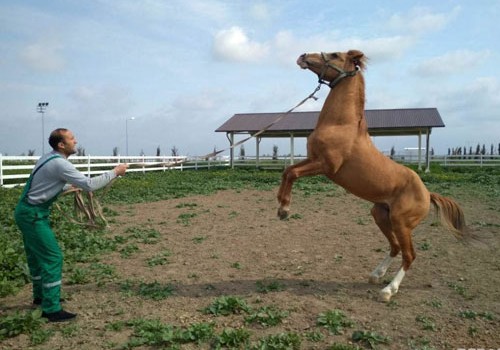 Gözəl rəngli, dözümlü, sahibinin etibarlı yoldaşı - dünyanın ən qiymətli cinslərindən olan Qarabağ atları
