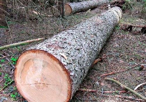 Xətai rayonunda ağacların kəsilməsi ilə bağlı Baş Prokurorluğa müraciət olundu