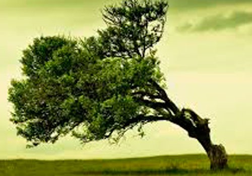Nifaq ağacı