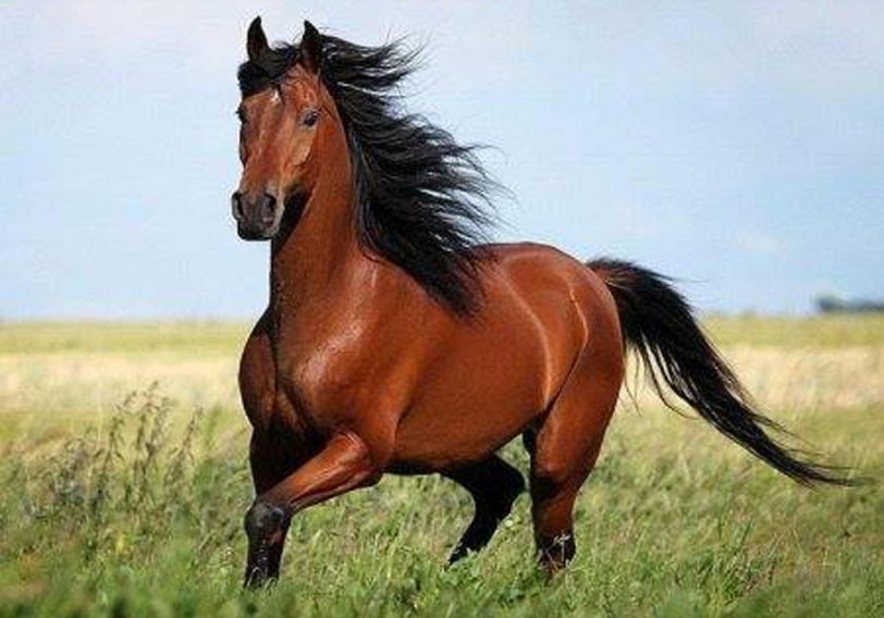 Qarabağ atlarının Avropaya ixracı planlaşdırılır