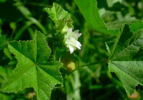 Əməköməci müalicə vasitəsi kimi çox faydalı bitkidir