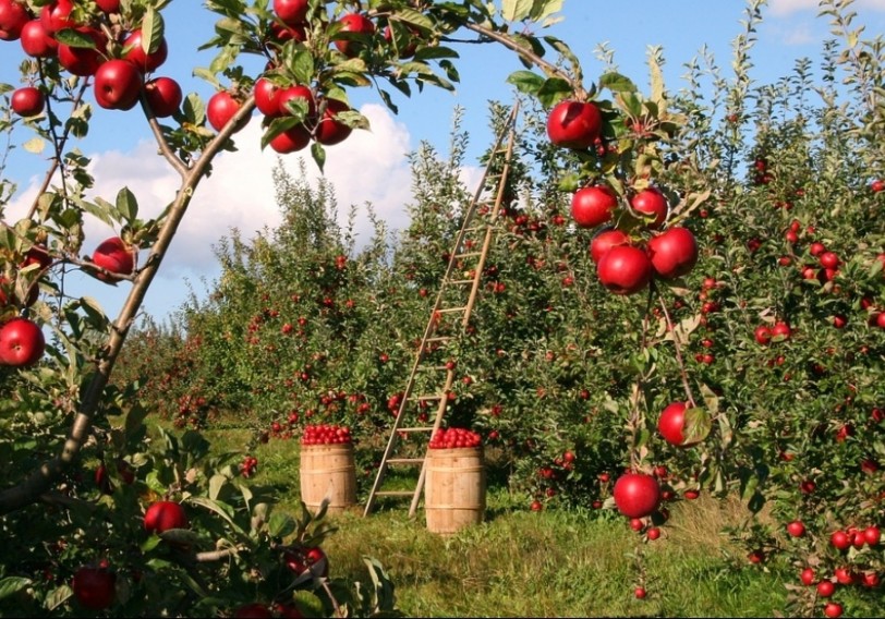 Şöhrəti tarix olan Quba alması