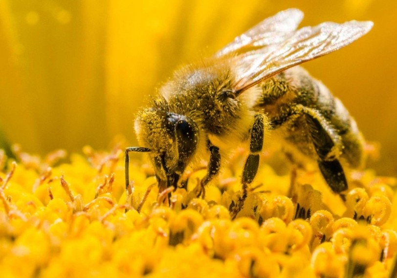 Bizim həyatımız arıların yaşamasından asılıdır