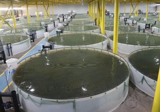 Köhnə təsərrüfatlar dirçələcək?