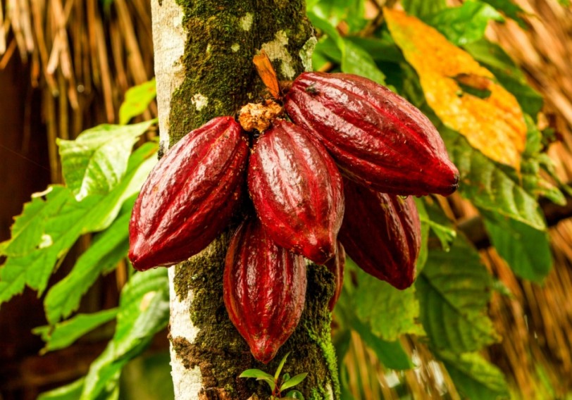 Təbii maqneziumun mənbəyi olan kakao
