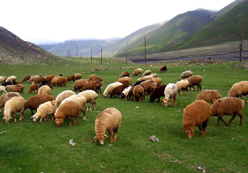 Yaylaqlar daralır, sürülər azalır