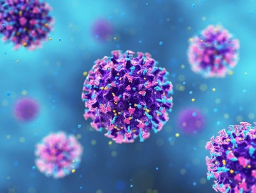 Hantavirus narahatlığına əsas yoxdur 