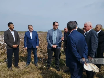 Kütləvi pambıq yığımına başlanılıb