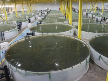 Köhnə təsərrüfatlar dirçələcək?