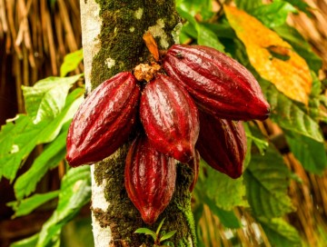 Təbii maqneziumun mənbəyi olan kakao