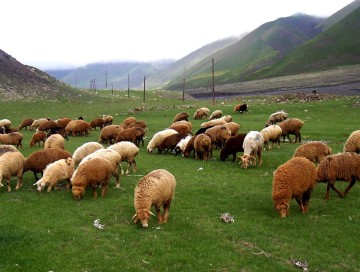 Yaylaqlar daralır, sürülər azalır